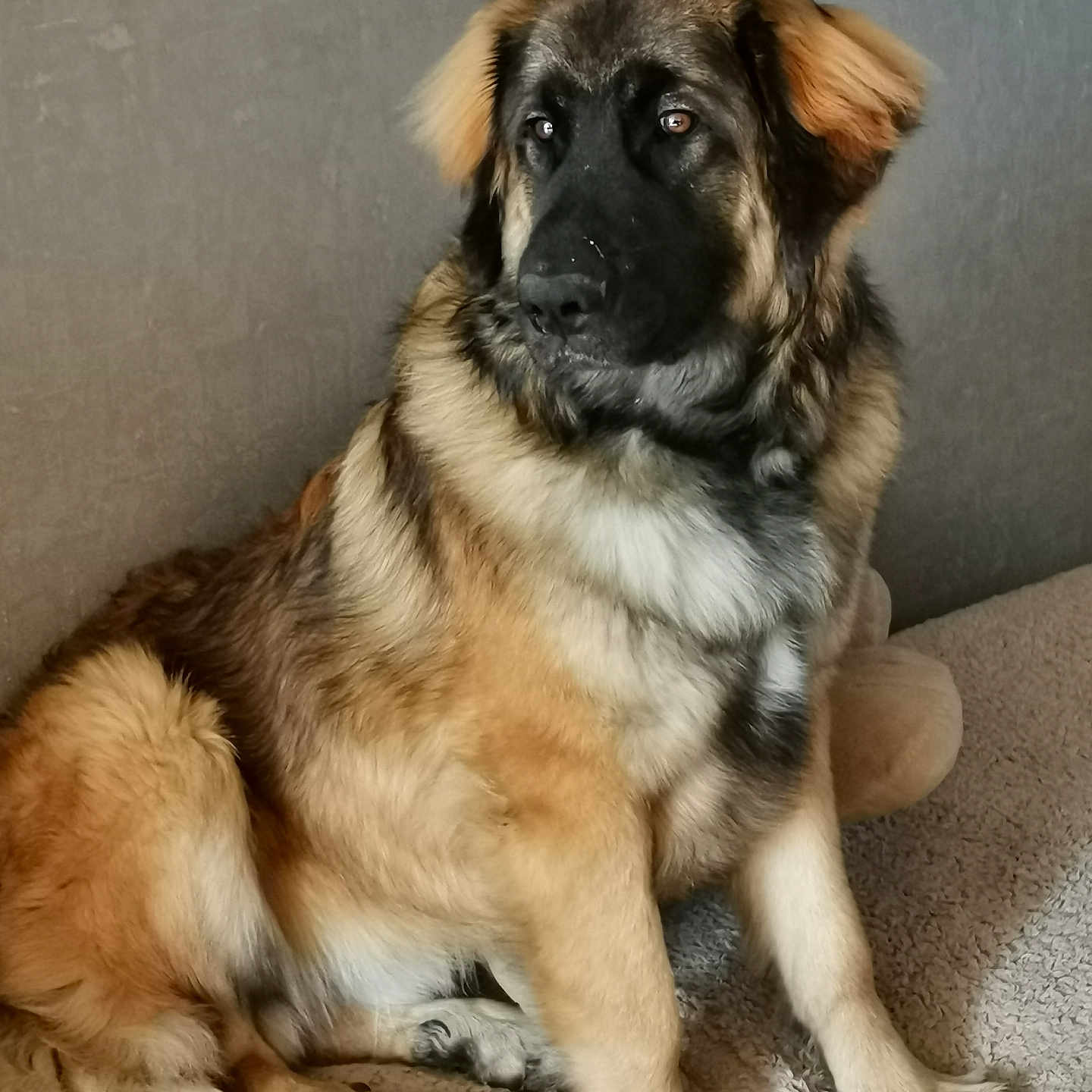 Argos