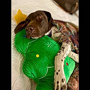 Winnie is registered to the contest to win money with this photo: bed, blanket, brown, christmas_tree, comfort, cozy, cute, decorative, dog, indoor, pet, pillow, plush_toy, relaxed, resting, sleepy, snuggling, soft, spotted, white