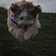 Iwa participe au concours pour gagner de l'argent avec cette photo : dog, running, grass, outdoor, pet, collar, fluffy, tongue_out, ears, animal, nature, playful, cute, mammal, fur, active, canine, daylight, field, energy