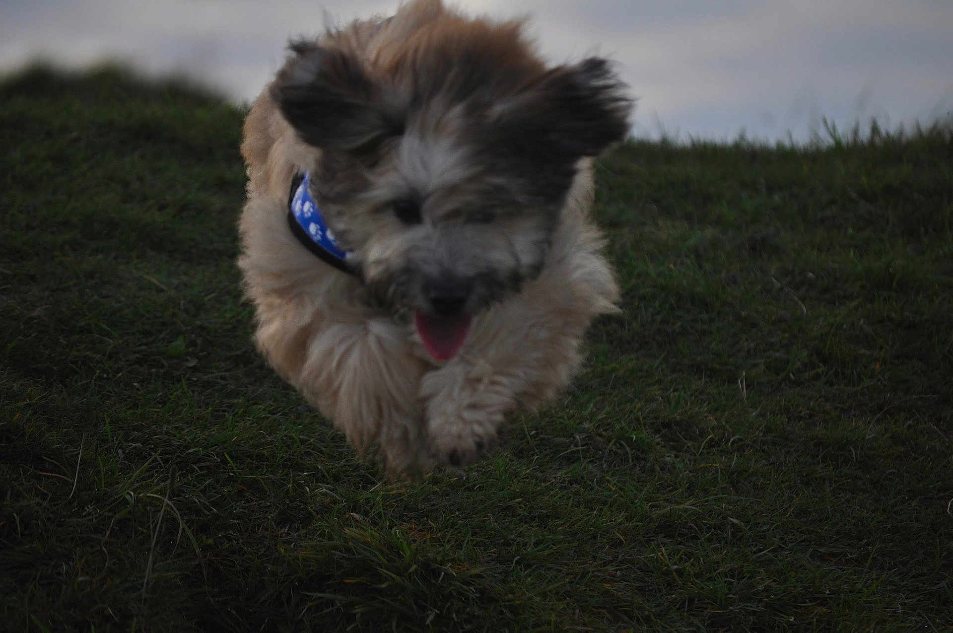Iwa participe au concours pour gagner de l'argent avec cette photo : dog, running, grass, outdoor, pet, collar, fluffy, tongue_out, ears, animal, nature, playful, cute, mammal, fur, active, canine, daylight, field, energy