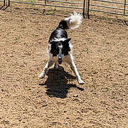 Rosette participe au concours pour gagner de l'argent avec cette photo : dog, black_and_white, outdoor, dusty_ground, fence, active, animal, pet, running, energetic, tail, ears, sunlight, playful, canine, mid_action, fur, shadow, park, daytime