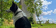 Rosette a rejoint le concours — aidez-le/la à gagner de superbes lots ! animal, canine, collie, countryside, dog, eskimodog, field, grass, grassland, husky, lawn, meadow, nature, outdoors, pet, plant, puppy, rural, tree, treetrunk