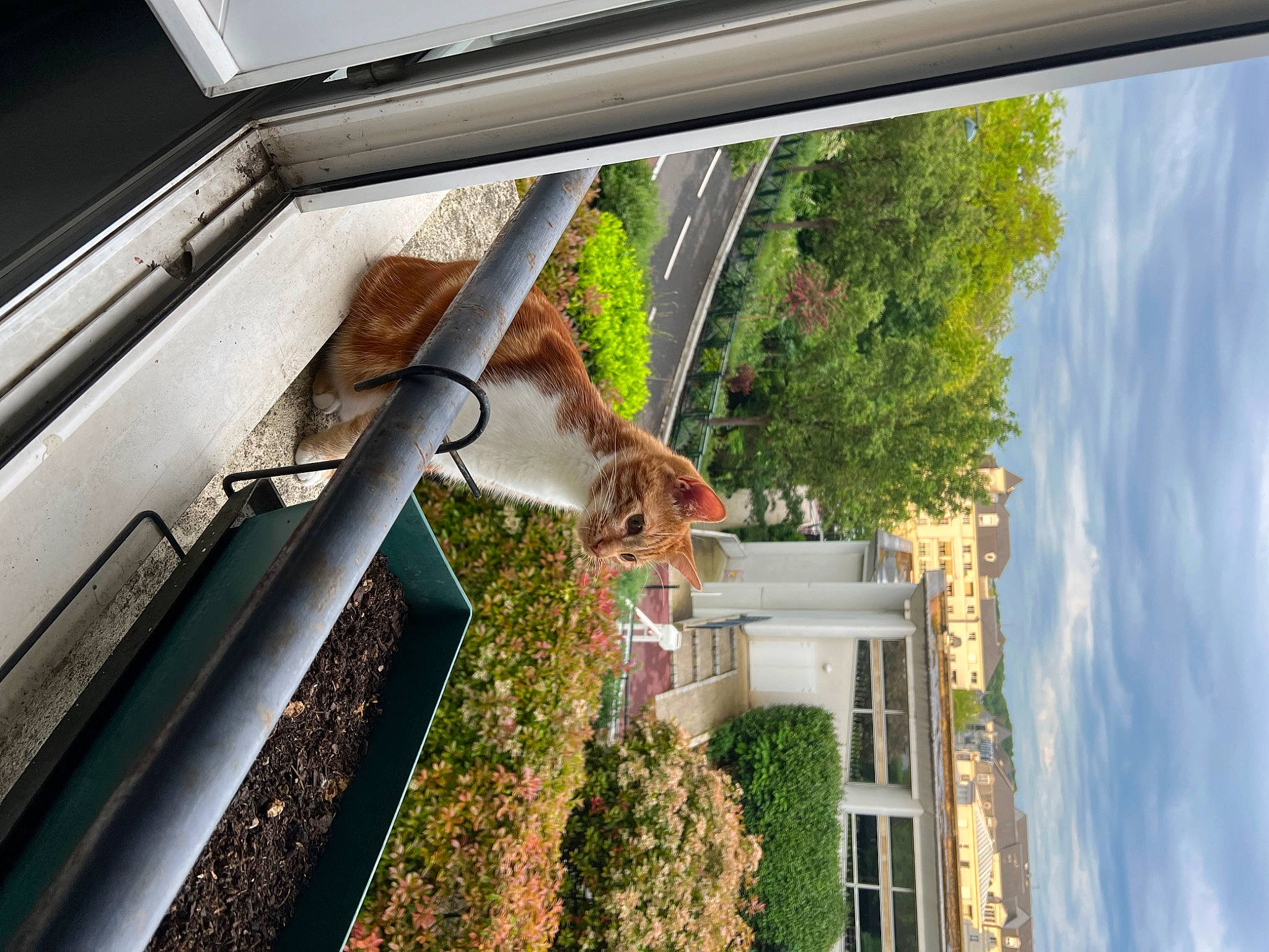 Sasha a rejoint le concours — aidez-le/la à gagner de superbes lots ! beam, building, cloud, daylighting, daytime, facade, felidae, glass, grass, home, house, plant, roof, sash_window, shade, siding, sky, tree, window, wood