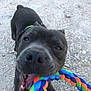 dog, black_dog, rope_toy, playful, close_up, pet, animal, outdoor, gravel, toy, mouth, teeth, play, chewing, canine, collar, fun, tongue, daylight, happy