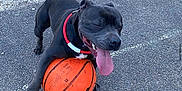 Rmes a rejoint le concours — aidez-le/la à gagner de superbes lots ! dog, basketball, outdoor, playful, black_dog, collar, tongue_out, asphalt, pet, animal, happy, sport, summer, active, canine, recreation, exercise, close_up, daytime, fun