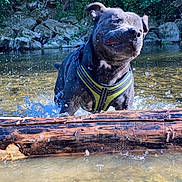 Rmes participe au concours pour gagner de l'argent avec cette photo : dog, black_dog, water, splash, river, log, harness, outdoor, nature, rocks, greenery, playful, wet, animal, daylight, motion, energetic, canine, shallow_water, riverbank