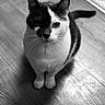 Pacha participe au concours pour gagner de l'argent avec cette photo : cat, black_and_white, animal, pet, floor, wooden_floor, indoor, sitting, shadow, fur, whiskers, ears, tail, cute, looking_up, portrait, feline, domestic_animal, monochrome, quiet