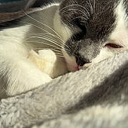 Pacha participe au concours pour gagner de l'argent avec cette photo : cat, sleeping, close_up, whiskers, fur, blanket, cozy, indoor, relaxed, pet, nap, soft_texture, white, gray, cute, animal, domestic, resting, sunlight, comfort
