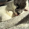 animal, blanket, cat, close_up, comfort, cozy, cute, domestic, fur, gray, indoor, nap, pet, relaxed, resting, sleeping, soft_texture, sunlight, whiskers, white