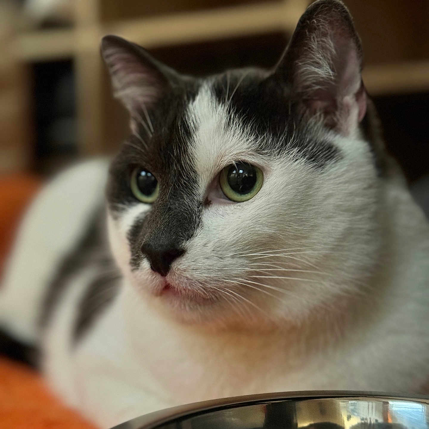 Pacha participe au concours pour gagner de l'argent avec cette photo : cat, close_up, black_and_white, green_eyes, fur, pet, animal, indoor, shallow_depth_of_field, orange_surface, metal_bowl, resting, portrait, domestic_cat, whiskers, relaxed, focus, blurred_background, cute, feline