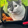 Pacha a rejoint le concours — aidez-le/la à gagner de superbes lots ! cat, pet_carrier, orange_blanket, animal, indoor, black_and_white_cat, close_up, resting, cute, eyes, whiskers, fur, plastic, travel, transport, crate, container, seat, vehicle_interior, pet