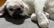 Pacha a rejoint le concours — aidez-le/la à gagner de superbes lots ! cat, close_up, white_fur, black_spots, relaxed, lying_down, paws, whiskers, green_eyes, indoor, soft_texture, gray_surface, pet, animal, feline, sleepy, cozy, natural_light, portrait, resting
