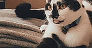 Louna a rejoint le concours — aidez-le/la à gagner de superbes lots ! animal, black_and_white, blanket, cat, collar, couch, cozy, curious, domestic_animal, feline, fur, indoor, looking_away, paw, pet, relaxed, resting, soft_texture, surveillance_camera, wall