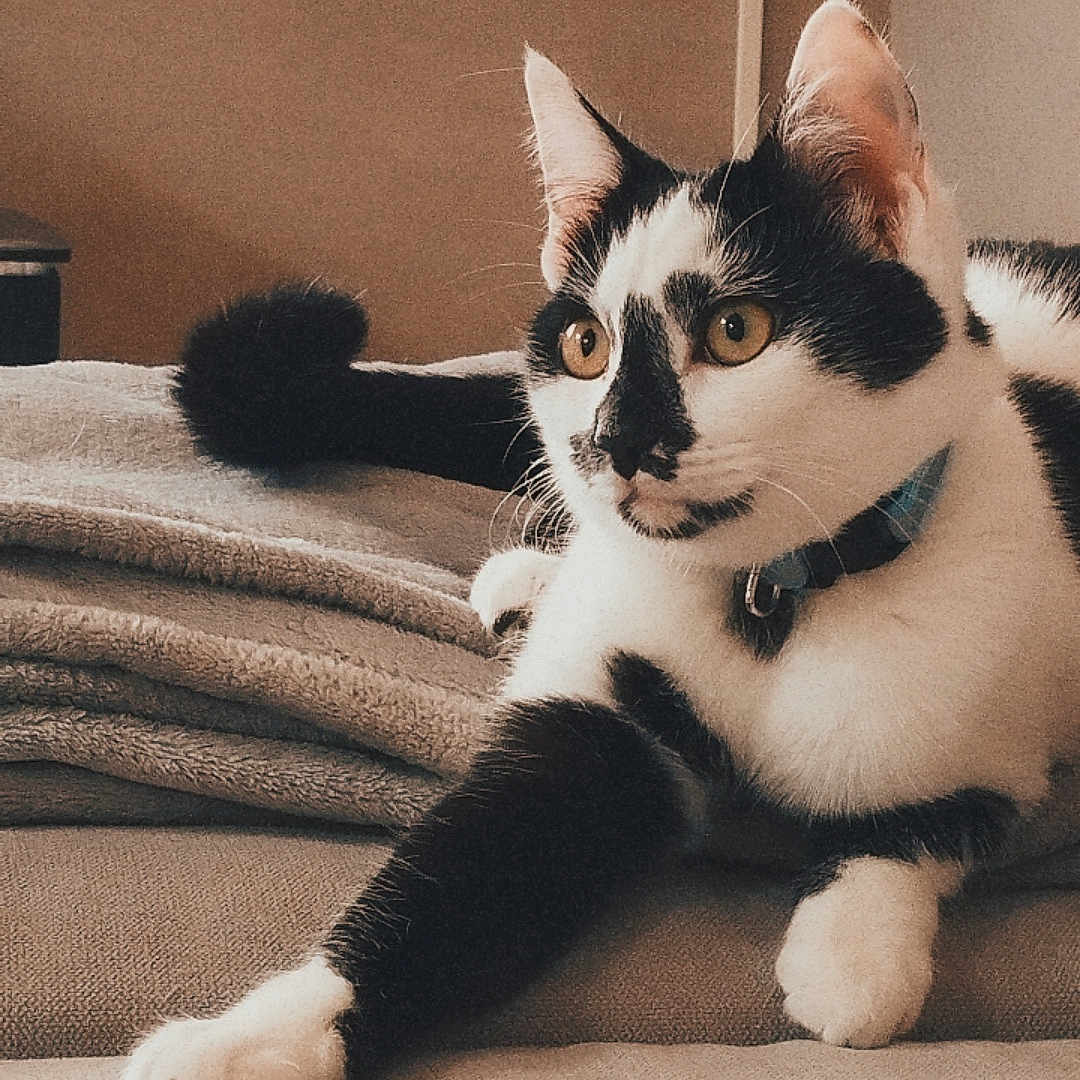 Louna a rejoint le concours — aidez-le/la à gagner de superbes lots ! cat, black_and_white, indoor, blanket, feline, collar, paw, curious, resting, fur, pet, cozy, surveillance_camera, wall, couch, domestic_animal, looking_away, animal, soft_texture, relaxed