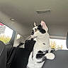 Louna participe au concours pour gagner de l'argent avec cette photo : animal, back_seat, black_and_white, car_interior, cat, clean, curious, daylight, domestic, feline, headrest, indoor, looking_out, paw, pet, seatbelt, sitting, whiskers, window, yellow_eyes