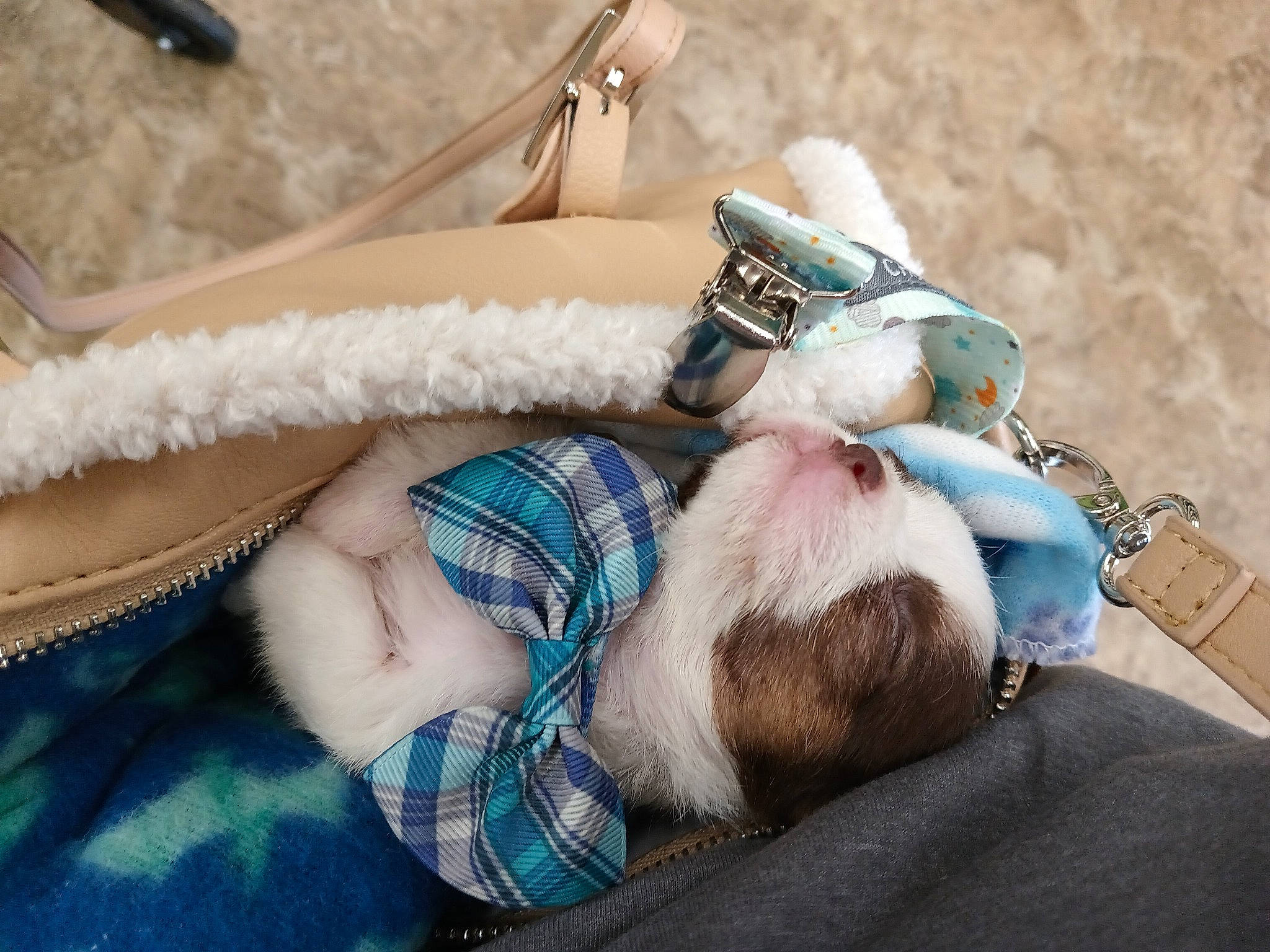 Higgins joined the competition — help win amazing prizes! abdomen, beard, comfort, dress, eyelash, eyewear, fashion_accessory, fawn, felidae, foot, fur, human_leg, leg, linens, nail, plaid, sunglasses, tartan, wool, wrist