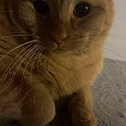 Gigi joined the competition — help win amazing prizes! cat, orange_tabby, close_up, whiskers, fur, ears, paws, pet, animal, indoors, sleepy, feline, cute, resting, texture, soft, portrait, mammal, face, domestic_cat