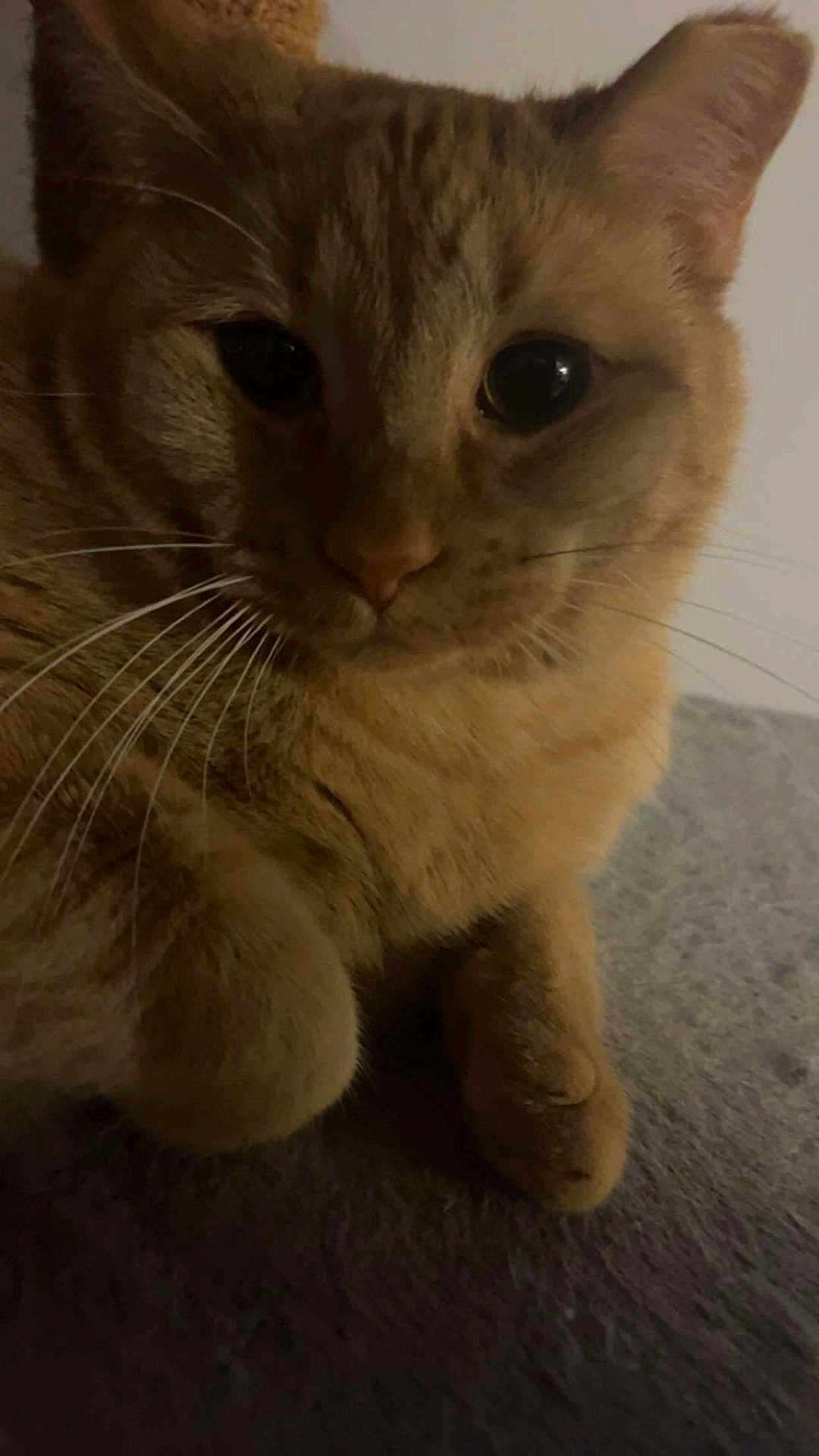 Gigi
