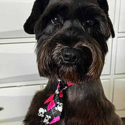 Rocket joined the competition — help win amazing prizes! dog, pet, schnauzer, portrait, closeup, black_fur, tie, neckwear, skull_pattern, pink, indoor, cabinet, eyes, beard, nose, fur_texture, groomed, cute, accessory, sitting