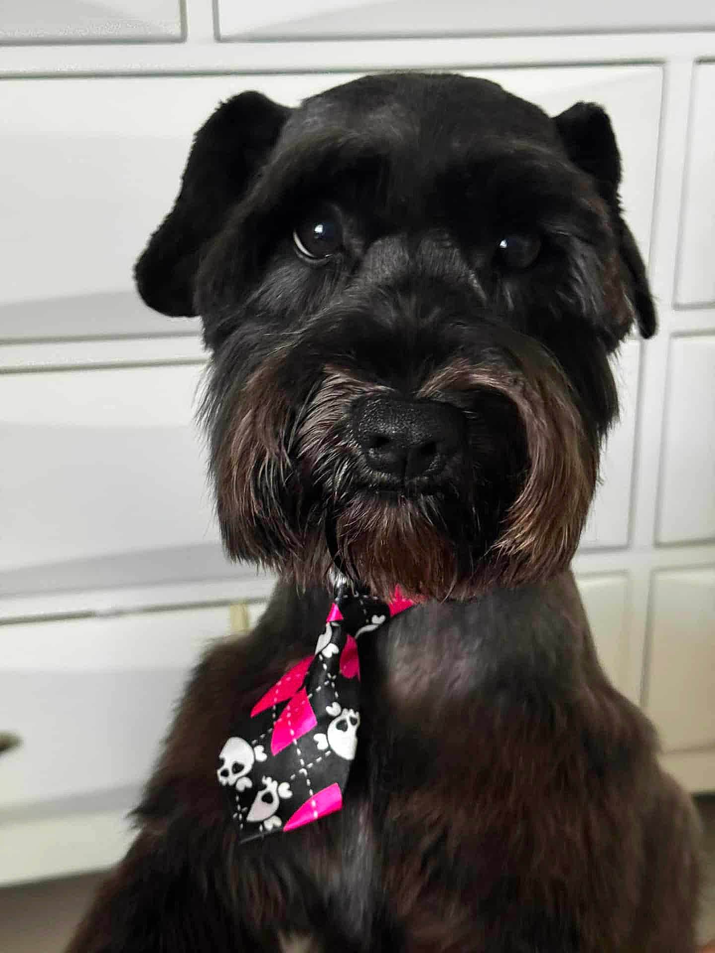 Rocket joined the competition — help win amazing prizes! dog, pet, schnauzer, portrait, closeup, black_fur, tie, neckwear, skull_pattern, pink, indoor, cabinet, eyes, beard, nose, fur_texture, groomed, cute, accessory, sitting