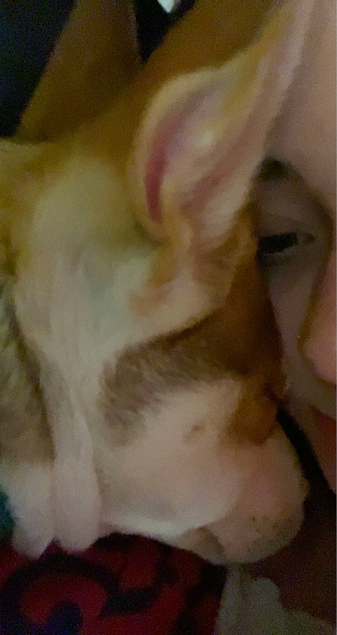 Fendi joined the competition — help win amazing prizes! canidae, claw, companion_dog, dog_breed, ear, fawn, felidae, fur, livestock, mammal, paw, rabbits_and_hares, small_to_medium_sized_cats, snout, sporting_group, tail, whiskers, wool