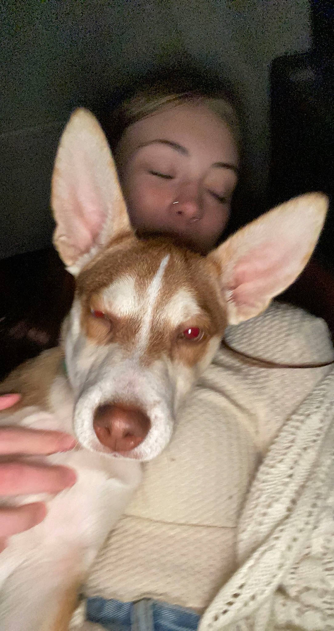 Fendi joined the competition — help win amazing prizes! canidae, carnivore, comfort, companion_dog, dog, dog_breed, ear, fawn, flesh, fur, gesture, happy, non_sporting_group, organ, paw, snout, sporting_group, whiskers, working_animal