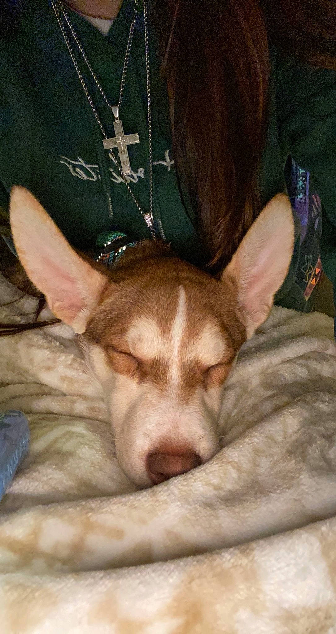 Fendi is registered to the contest to win money with this photo: canidae, carnivore, comfort, companion_dog, dog, dog_breed, ear, fawn, foot, fur, handwriting, human_leg, jaw, non_sporting_group, paw, sleeve, snout, sporting_group, terrestrial_animal, whiskers