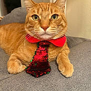 Dash joined the competition — help win amazing prizes! cat, orange_tabby, pet, animal, feline, indoor, couch, gray_fabric, collar, tie, sequin, red, green, whiskers, ears, paws, relaxed, cute, portrait, closeup