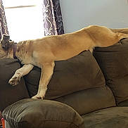 Diamond joined the competition — help win amazing prizes! animal, brown, canine, collar, comfortable, couch, curtains, dog, domestic, furniture, home, indoor, laying_down, lazy, living_room, pet, relaxed, resting, sleepy, window