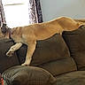 animal, brown, canine, collar, comfortable, couch, curtains, dog, domestic, furniture, home, indoor, laying_down, lazy, living_room, pet, relaxed, resting, sleepy, window