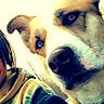 Diamond joined the competition — help win amazing prizes! animal, blue_eyes, canine, casual_clothing, close_up, companion, curious, daylight, dog, face, friendship, fur, hoodie, human, nature, outdoor, person, pet, portrait, young_person