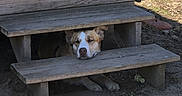 Diamond is registered to the contest to win money with this photo: animal, brown_and_white, calm, daytime, dirt, dog, ground, nature, outdoor, pet, quiet, relaxed, resting, shadow, sleepy, steps, sunlight, vehicle_tire, wood, wooden_deck