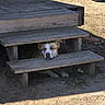 animal, brown_and_white, calm, daytime, dirt, dog, ground, nature, outdoor, pet, quiet, relaxed, resting, shadow, sleepy, steps, sunlight, vehicle_tire, wood, wooden_deck