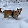 Diamond is registered to the contest to win money with this photo: animal, canine, cold, dog, ears, frozen, fur, harness, landscape, nature, outdoor, park, pet, playful, season, snow, tail, walking, white_snow, winter