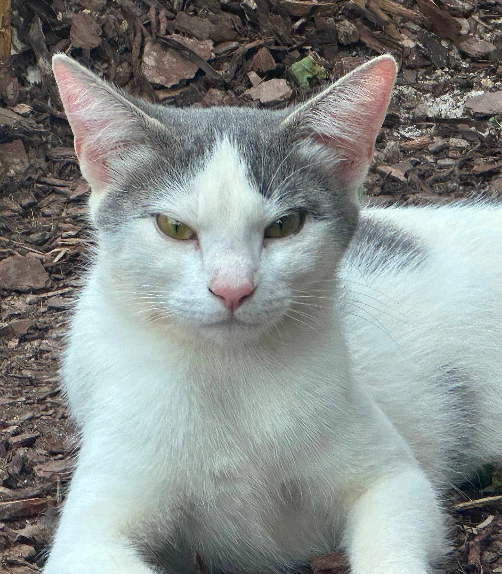 Lydia joined the competition — help win amazing prizes! cat, animal, pet, outdoor, fur, white, gray, green_eyes, ears, close_up, nature, wood_chips, laying, calm, whiskers, mammal, portrait, cute, feline, relaxed