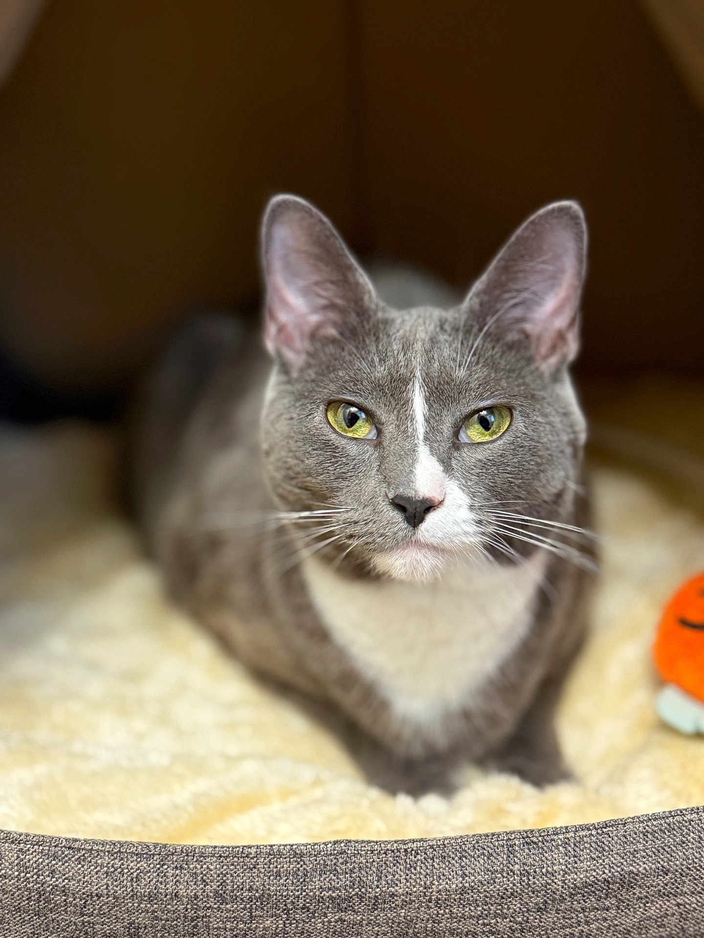 Arya joined the competition — help win amazing prizes! cat, gray_cat, white_fur, green_eyes, pet, indoor, cozy, blanket, soft_texture, bed, resting, animal, feline, whiskers, ears, close_up, portrait, domestic_animal, cute, relaxed