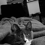 Arya joined the competition — help win amazing prizes! cat, blanket, cozy, indoor, pet, fur, whiskers, ears, face, eyes, kitchen, furniture, black_and_white, soft_texture, relaxing, domestic, home, comfort, curious, animal