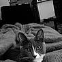 cat, blanket, cozy, indoor, pet, fur, whiskers, ears, face, eyes, kitchen, furniture, black_and_white, soft_texture, relaxing, domestic, home, comfort, curious, animal