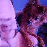 Bear joined the competition — help win amazing prizes! dog, person, glasses, shoulder, tattoo, indoor, purple_light, fluffy, pet, closeup, face, fur, portrait, animal, companion, cute, small_dog, looking, indoors, human