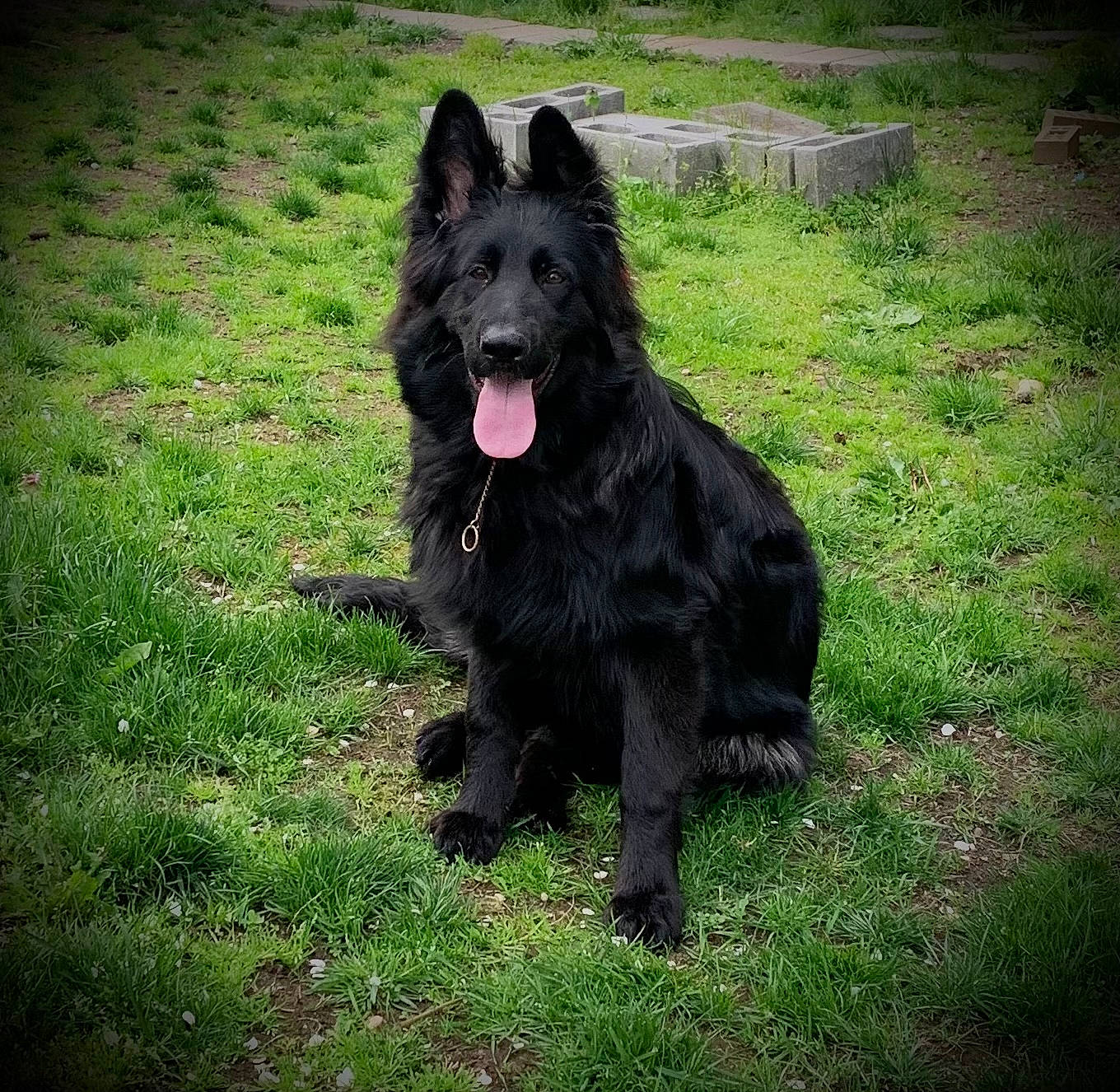 Angel is registered to the contest to win money with this photo: canidae, carnivore, companion_dog, dog, dog_breed, giant_dog_breed, grass, herding_dog, non_sporting_group, plant, snout, sporting_group, working_animal, working_dog