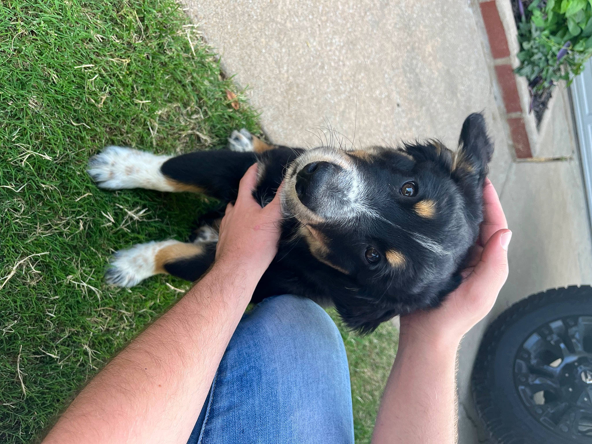 Bronco joined the competition — help win amazing prizes! automotive_exterior, automotive_tire, bumper, carnivore, companion_dog, dog, dog_breed, fawn, grass, herding_dog, plant, rim, synthetic_rubber, tail, tire, tire_care, tread, vehicle_door, whiskers, working_animal