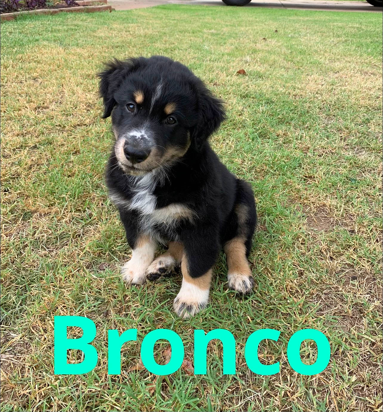 Bronco is registered to the contest to win money with this photo: border_collie, canidae, carnivore, companion_dog, dog, dog_breed, font, grass, green, herding_dog, lawn, logo, photo_caption, plant, puppy, snout, tire, wheel, working_animal, working_dog