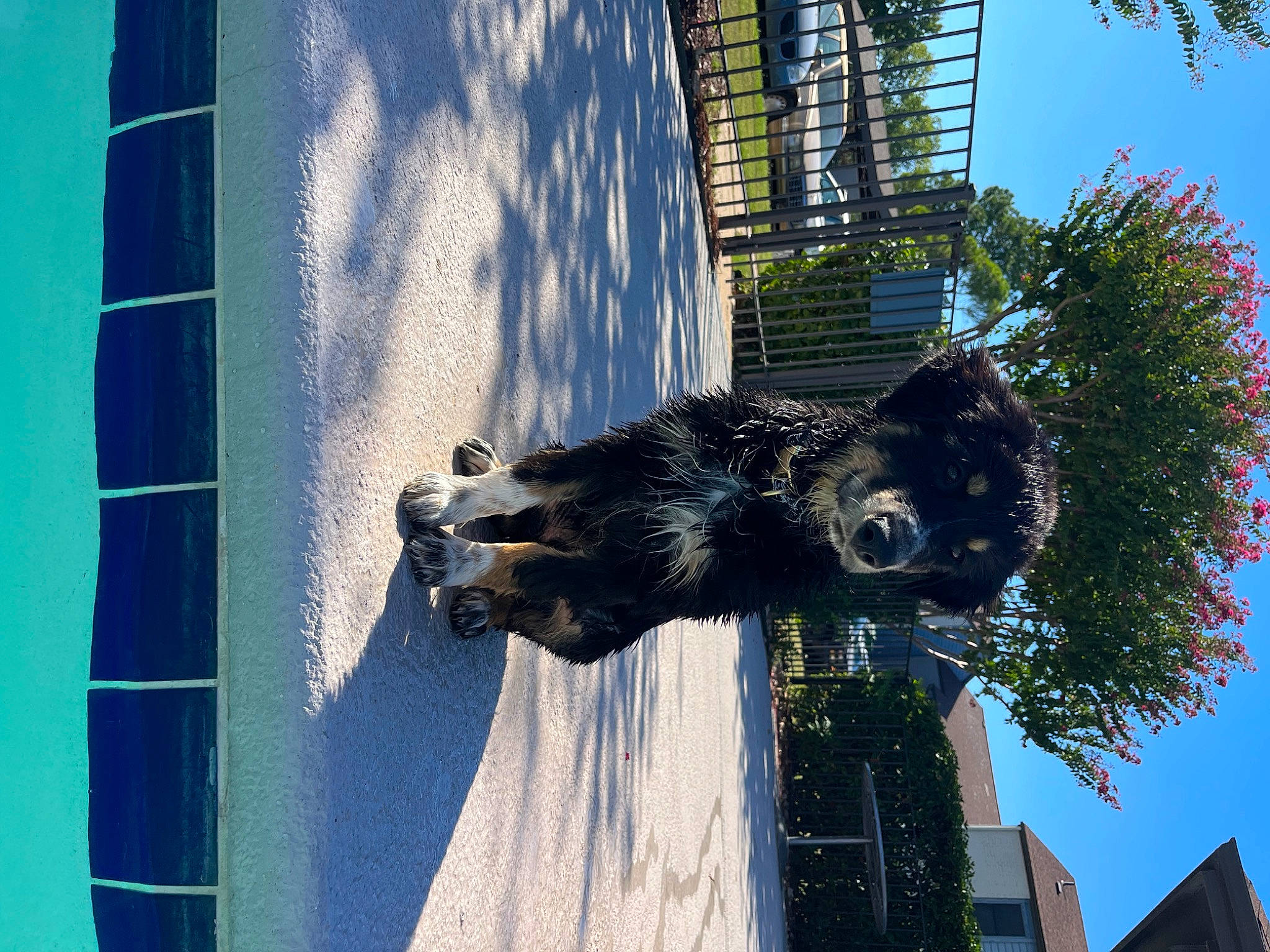 Bronco joined the competition — help win amazing prizes! art, azure, building, daytime, electric_blue, facade, fur, palm_tree, reflection, sculpture, sky, snout, sporting_group, statue, tail, terrestrial_animal, tree, water, window, world