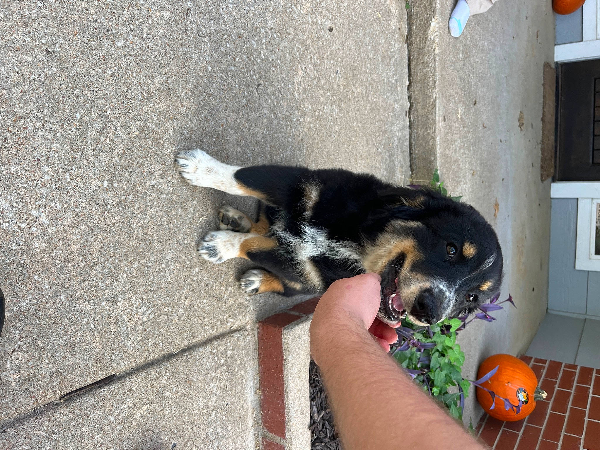 Bronco joined the competition — help win amazing prizes! asphalt, ball, calabaza, canidae, carnivore, companion_dog, concrete, dog, dog_breed, foot, fur, grass, paw, pumpkin, road_surface, sporting_group, sports_toy, tail, toy_dog, winter_squash