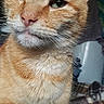 cat, orange_tabby, ginger_cat, feline, pet, animal, portrait, close_up, whiskers, striped_fur, green_eyes, pink_nose, fluffy, sitting, indoor, blanket, blue_clothing, cozy, alert, adorable