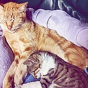 Garfield a rejoint le concours — aidez-le/la à gagner de superbes lots ! cat, cats, kitten, orange_cat, tabby_cat, sleeping, napping, cuddling, resting, furry, pet, animal, indoor, chair, cushion, purple, cozy, relaxed, closeup, portrait