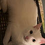 cat, white_cat, pet, animal, feline, basket, indoor, closeup, fur, cute, looking, ears, whiskers, eyes, relaxed, floor, black_basket, pink_nose, domestic_cat, cozy