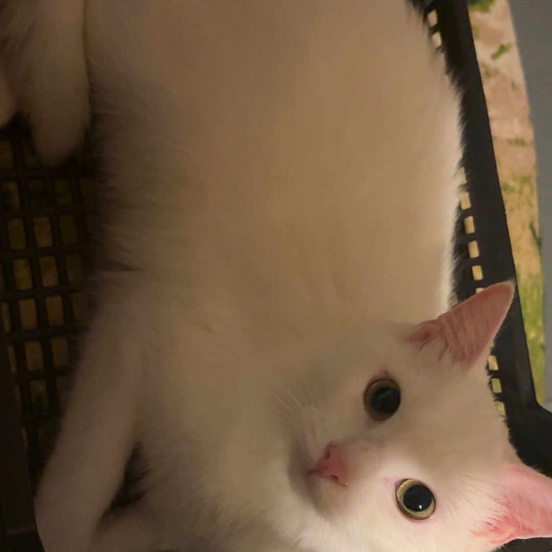 Rio participe au concours pour gagner de l'argent avec cette photo : animal, basket, black_basket, cat, closeup, cozy, cute, domestic_cat, ears, eyes, feline, floor, fur, indoor, looking, pet, pink_nose, relaxed, whiskers, white_cat
