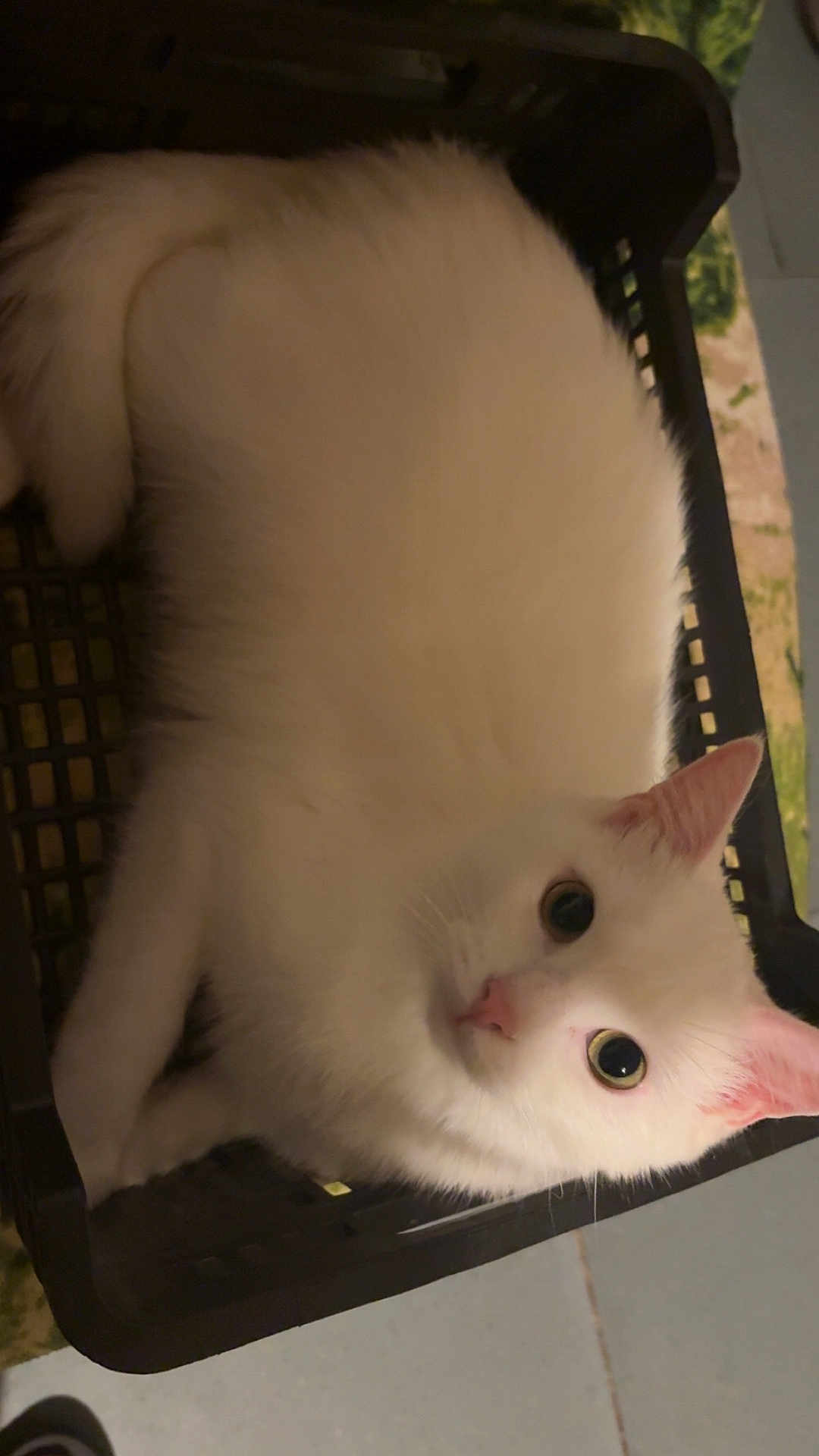 Rio participe au concours pour gagner de l'argent avec cette photo : cat, white_cat, pet, animal, feline, basket, indoor, closeup, fur, cute, looking, ears, whiskers, eyes, relaxed, floor, black_basket, pink_nose, domestic_cat, cozy