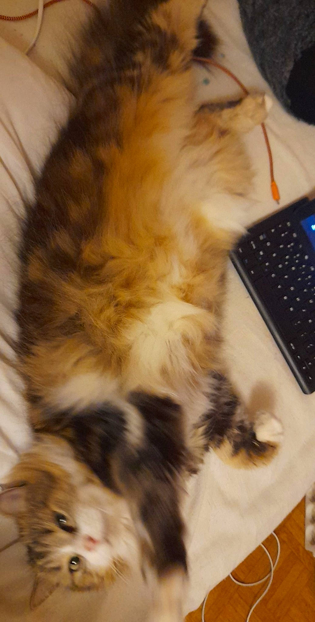 Jeep participe au concours pour gagner de l'argent avec cette photo : carnivore, cat, claw, computer, computer_hardware, computer_keyboard, domestic_short_haired_cat, fawn, felidae, flooring, fur, input_device, numeric_keypad, office_equipment, paw, peripheral, small_to_medium_sized_cats, space_bar, tail, whiskers